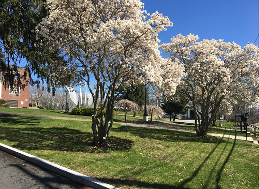 MassBay campus with flowering white trees