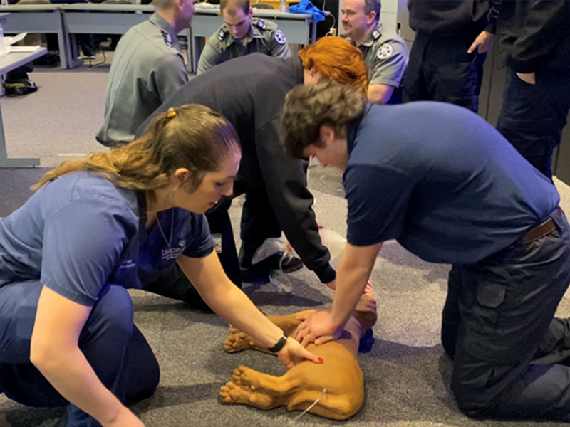 MassBay Community College EMS students practice CPR on a dog mannequin, Framingham, MA, February 2023 (Photo/MassBay Community College).