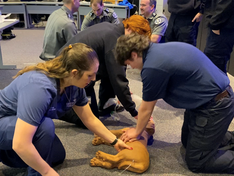 MassBay Community College EMS students practice CPR on a dog mannequin, Framingham, MA, February 2023 (Photo/MassBay Community College). MassBay Community College EMS students practice CPR on a dog mannequin, Framingham, MA, February 2023 (Photo/MassBay Community College).
