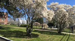 Flowering Trees Wellesley Hills