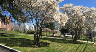 Flowering trees on MassBay Wellesley Hills campus in Spring